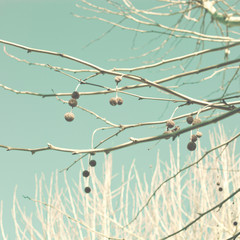 Tree without leafs in winter