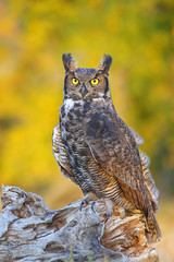 Great horned owl sitting on a stump