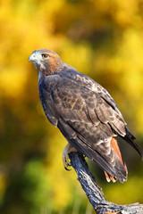Red-tailed hawk sitting on a stick