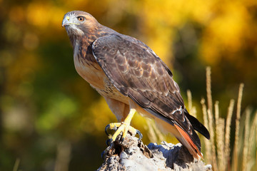 Red-tailed hawk sitting on a stump