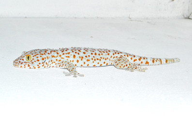 gecko on the wall