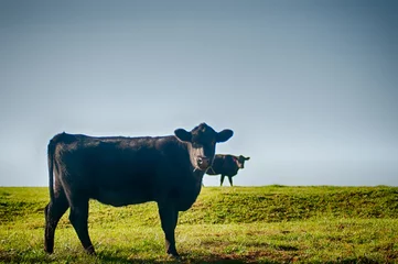 Deurstickers Koe Cow on a summer pasture