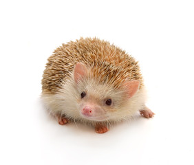 Hedgehog