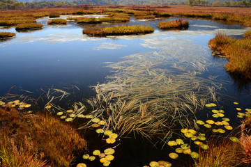 尾瀬ヶ原の池塘