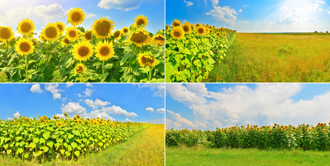 Fototapeta na wymiar Set of sunflower fields