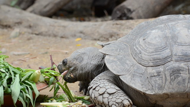 Tortoise eating vegetable in nature