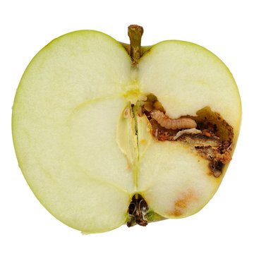 Worm Eating Apple Isolated on White Background