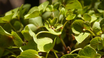 Fototapeta premium Green hydrangea
