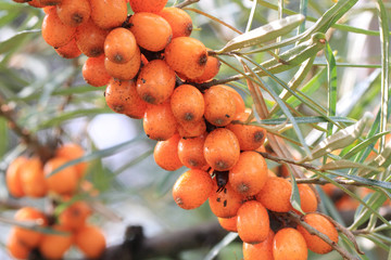 sea buckthorn fruits