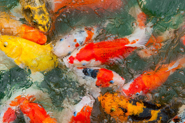 Colorful Koi carp