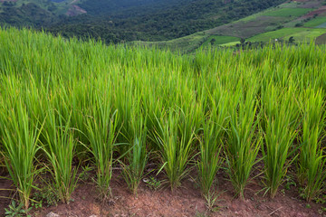 Green Terraced Rice Field in Phetchaboon, Thailand