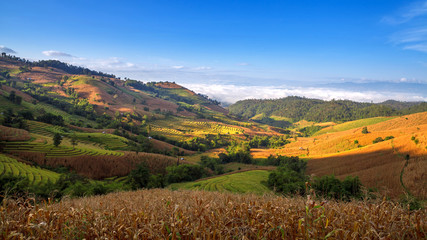 Green Terraced Rice Field in Chiangmai, Thailand