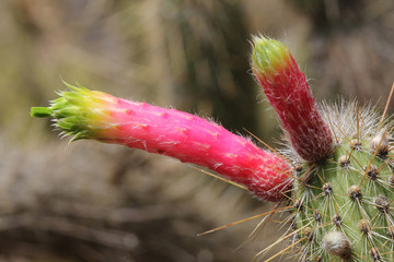 KAKTUS_444_cleistocactus_smaragdiflorus