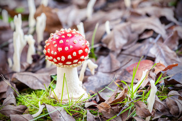 Autumnal small toadstool in natural environment.