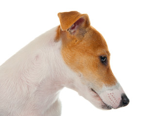 Jack russell terrier