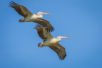 Couple of Spot-billed pelican are flying