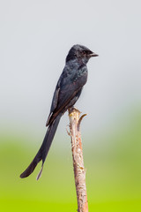 Portrait side of Black Drongo(Dicrurus macrocercus)