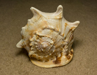 Great seashell