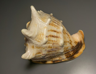 Sea shell