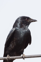 Close up portrait of Black Drongo(Dicrurus macrocercus)