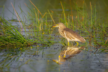 Chinese Pond Heron (Ardeola bacchus) with her shadow