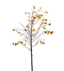 Small tree with yellow leaves and bird on branch in autumn seaso