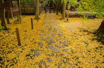 いちょうの絨毯