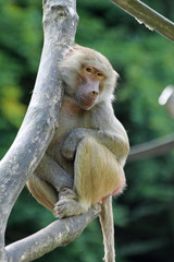 TIERE_2037_Affe_Mantelpavian