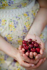 Female hands holding fresh sour cherries