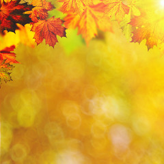 Abstract autumnal backgrounds with maple foliage