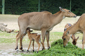 TIERE_2057_Nilgauantilope