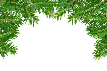 Tannenzweige als Hintergrund