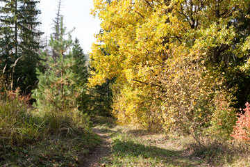 Road in the autumn forest