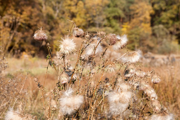autumn Great Burdock