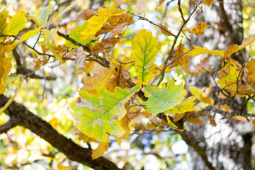 autumn branch of the tree