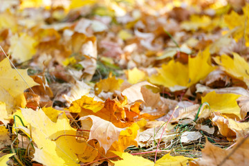 Autumn fallen leaves