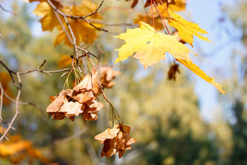 autumn branch of   tree