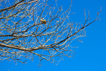 naked tree branches against  sky