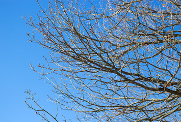 naked tree branches against  sky