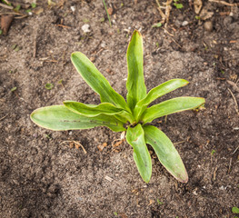 The germ of white lily