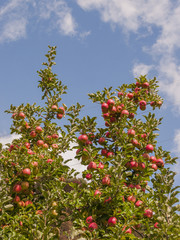 Meran, Waalweg, Vinschgau, Apfelernte, Herbst, Italien