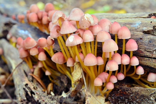 mycena renati