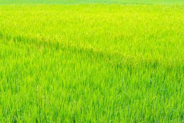 Fototapeta na wymiar image of rice field