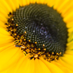 Sunflower Candles