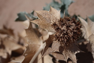Eryngium, Apiaceae, calcatreppole, cardo