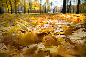 Yellow and orange autumn leaves in beautiful fall park.