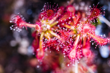 Sundew on plateau of Roraima tepui - Venezuela, South America