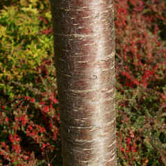 Prunus serrulata Kanzan - tree trunk © 7monarda