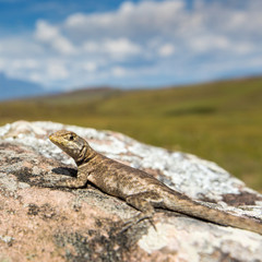 Lizard in road to Mount Roraima - Venezuela, Latin America