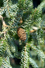 Abies koreana Silberlocke - Korean fir cone